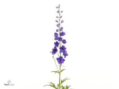 Delphinium (Elatum Grp) 'Delphi Guus'