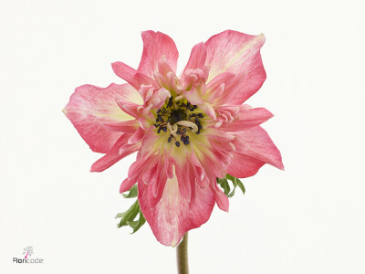 Anemone coronaria 'Fullstar Bicolor Red'