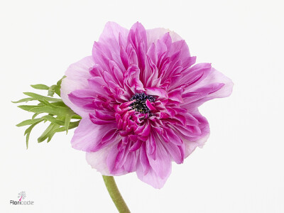 Anemone coronaria 'Fullstar Pinkish'