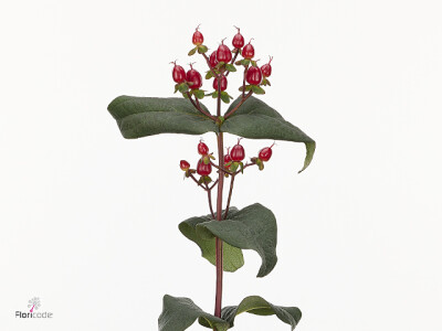Hypericum x inodorum Magical Sparkle