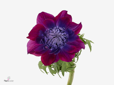 Anemone coronaria 'Levante Wine'