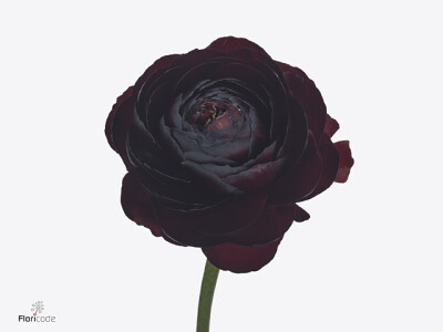 Ranunculus asiaticus Romance Perigord