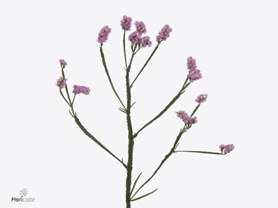 Limonium sinuatum Bubblegum Wings