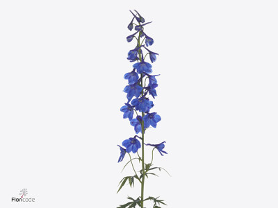 Delphinium enkelbloemig Deldonna Blue