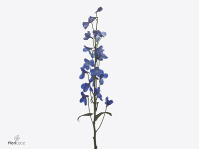 Delphinium enkelbloemig (Belladonna Grp) Bella Andes Azure