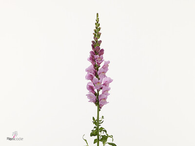 Antirrhinum majus 'Antibes Lavender'
