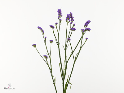 Limonium sinuatum 'Pirka Purple'