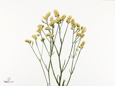 Limonium sinuatum 'Beauty Apricot'
