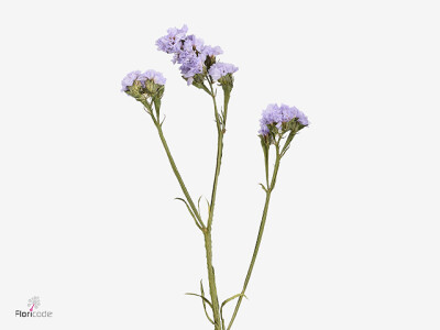 Limonium sinuatum 'Acqua Lavender '