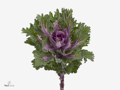 Brassica oleracea 'Rigel '
