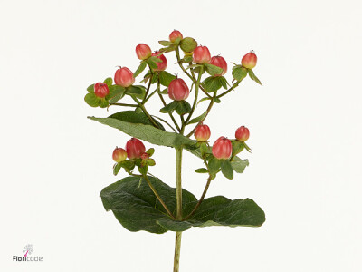 Hypericum androsaemum 'Pacific Red Dolly'
