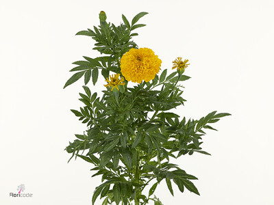 Tagetes (Erecta Grp) 'Coco Gold'