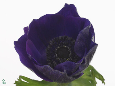 Anemone coronaria 'Jerusalem Blue'